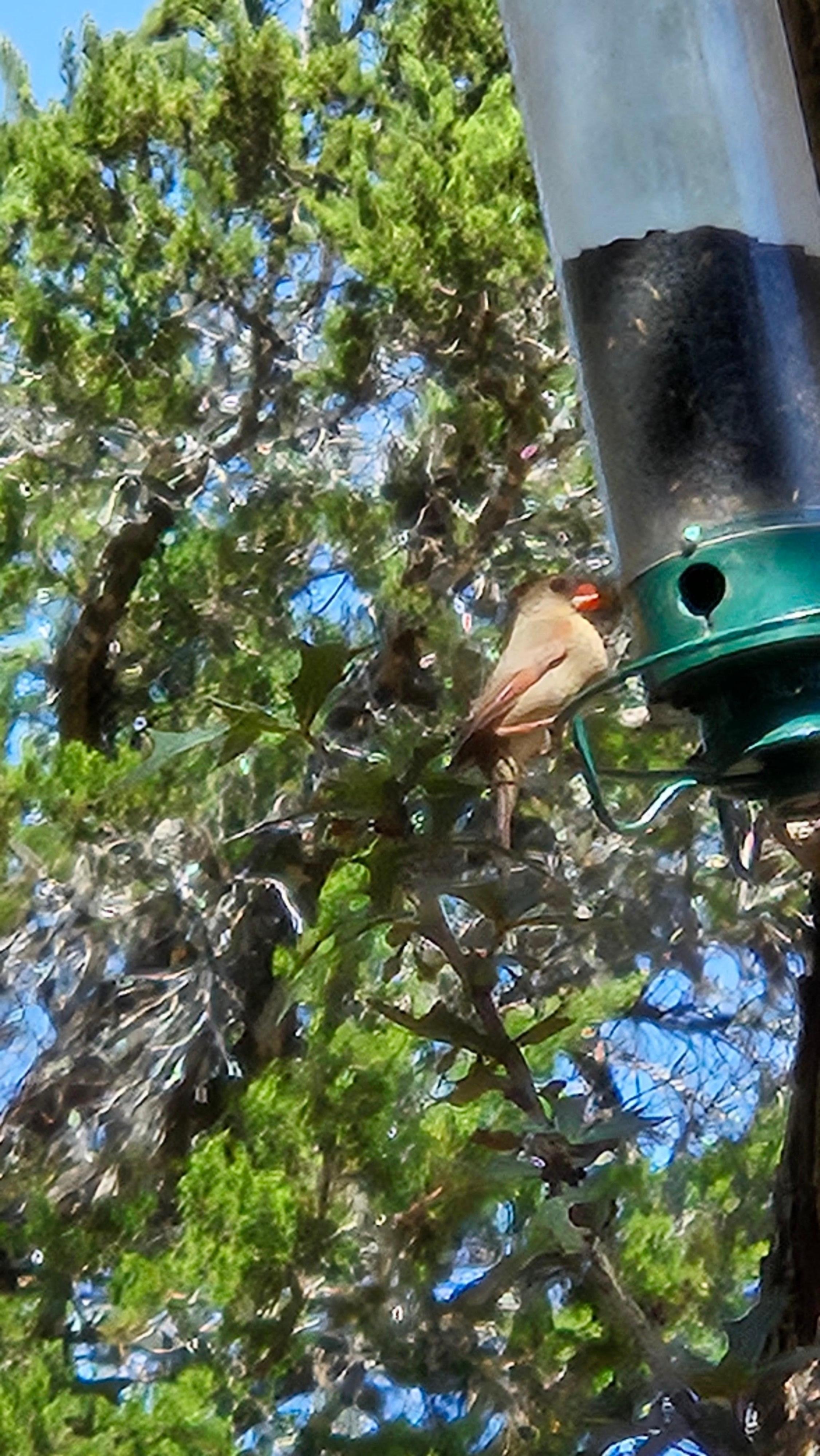 Watch birds from the hammock 