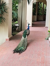 La mascota