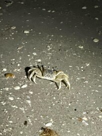 Late night walks