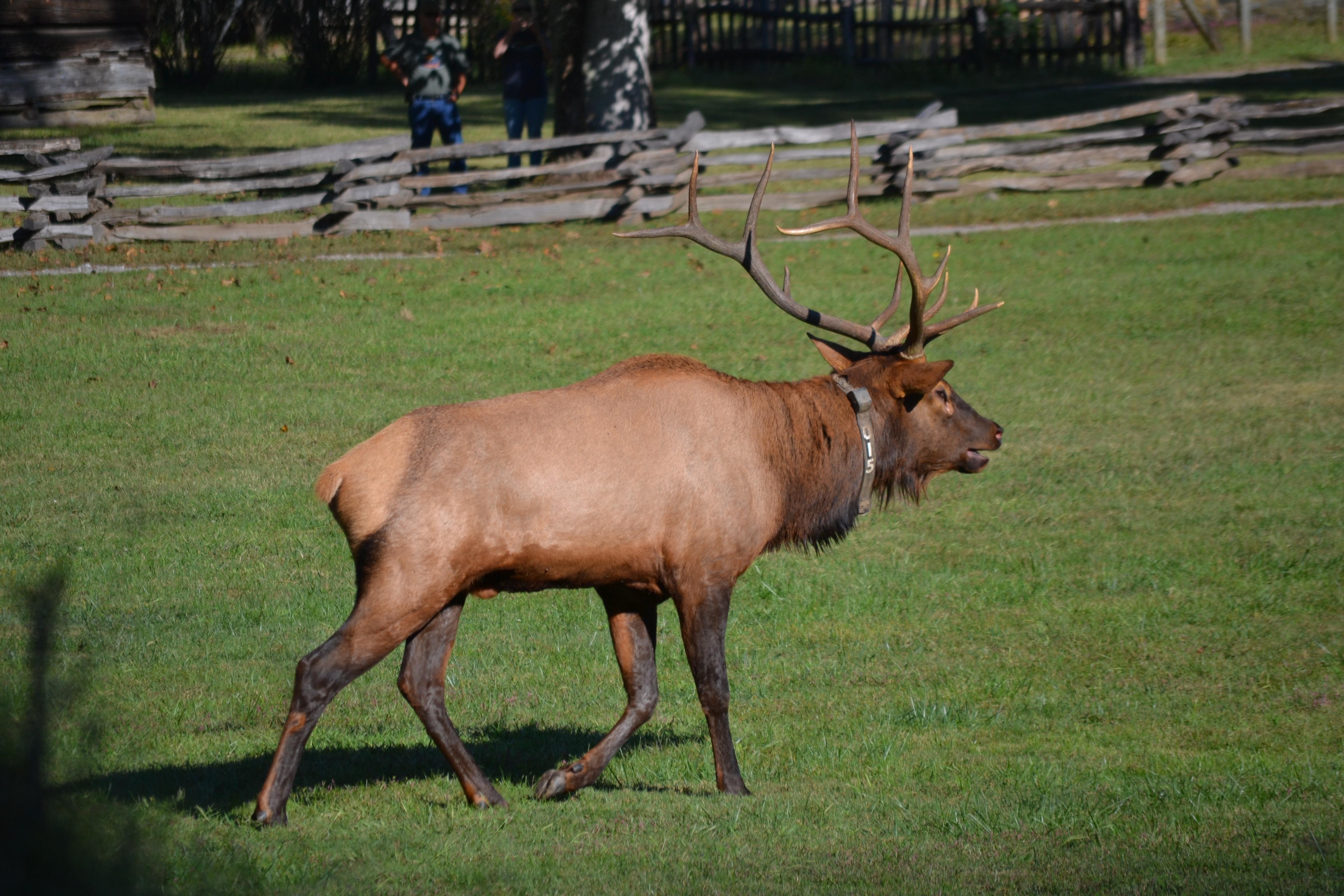 Elk in Cherokee at Visitor Center.