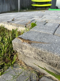 Lizards