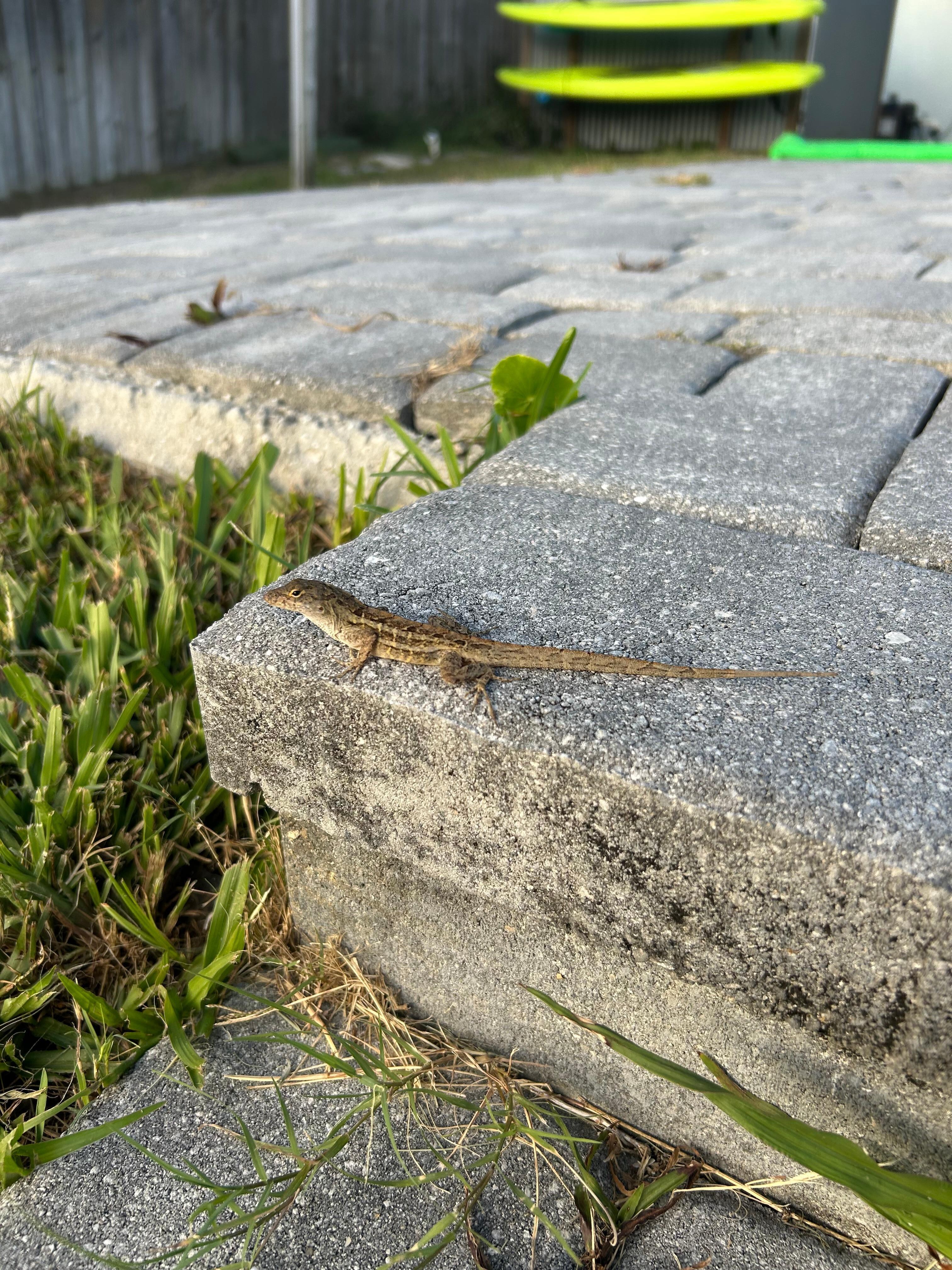 Lizards