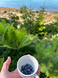 Fresh blueberries for breakfast.