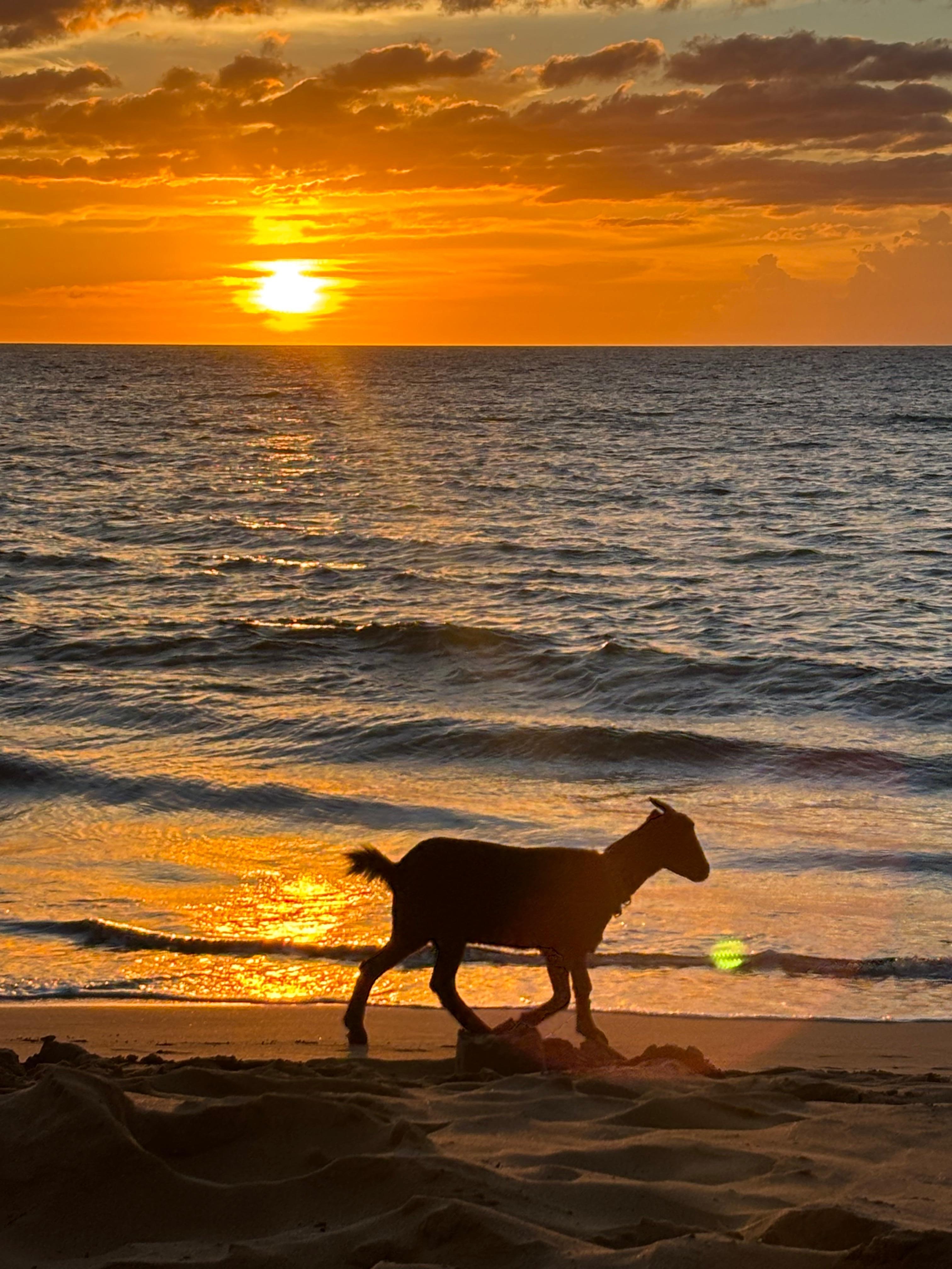 Casual stroll with your goat