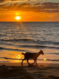 Casual stroll with your goat