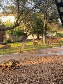 The deer came everyday the kids loved it.!!😎