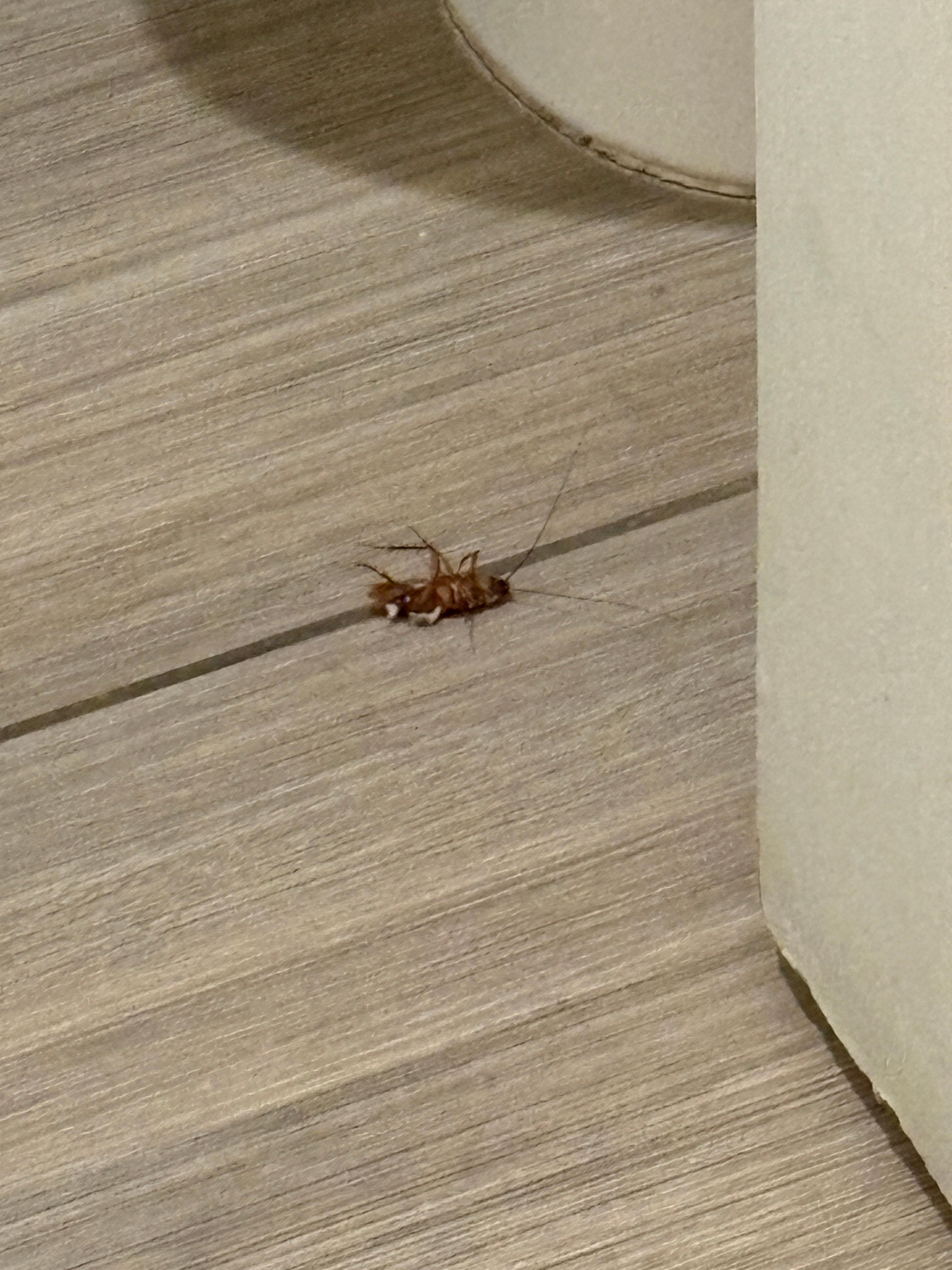 Had to kill enormous roach in bathroom. 