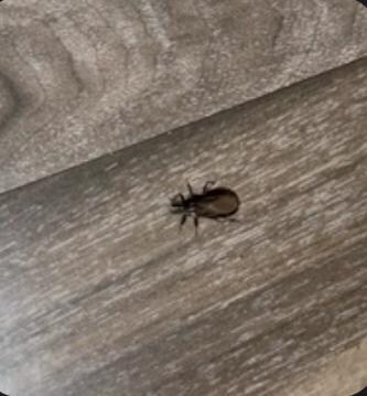 Bug that was in daughters hair
