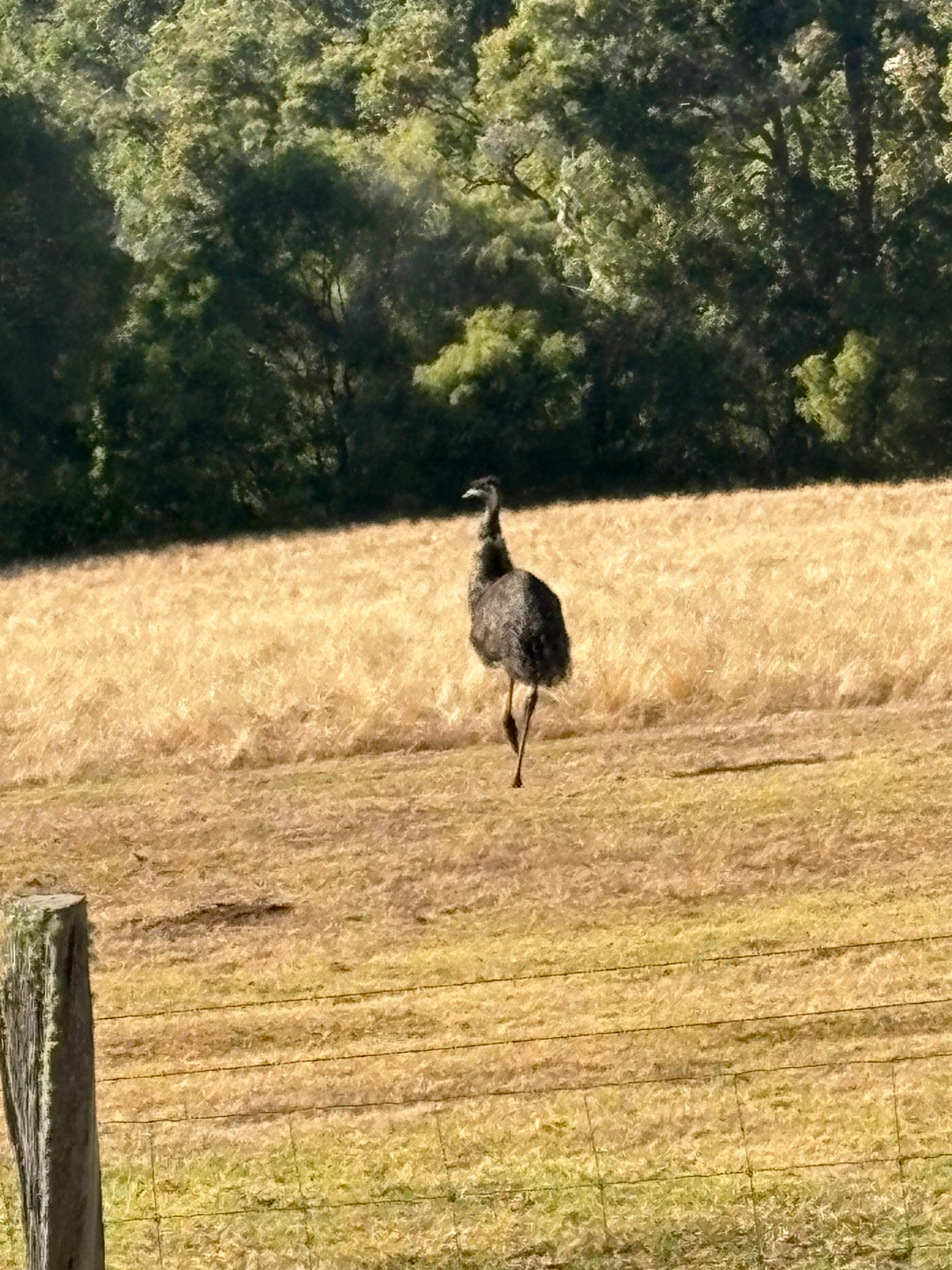 In the cottage grounds