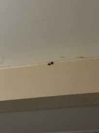 These bugs are everywhere