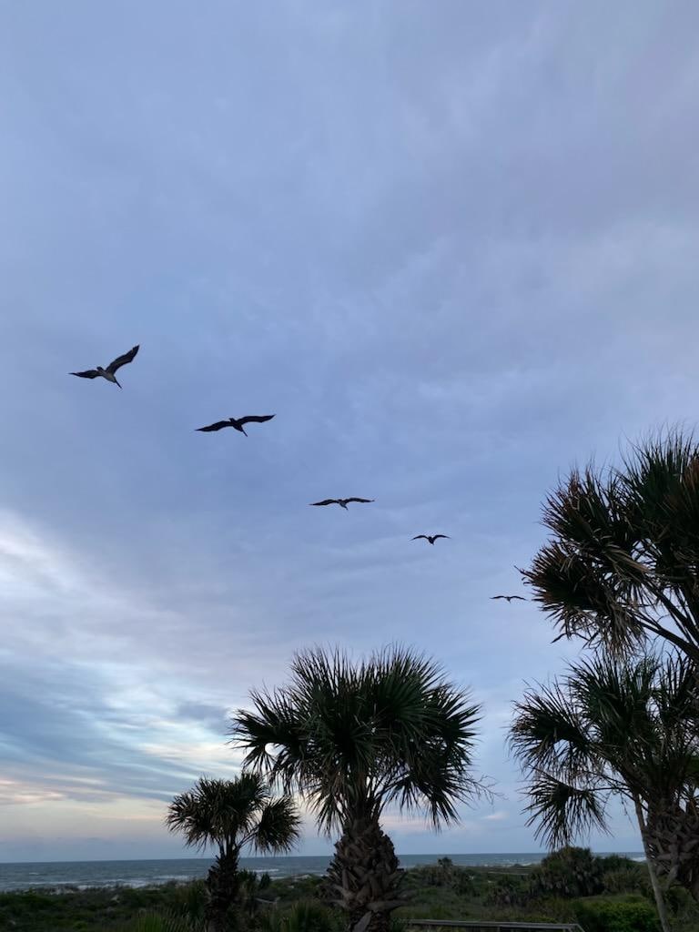 Pelicans galore!