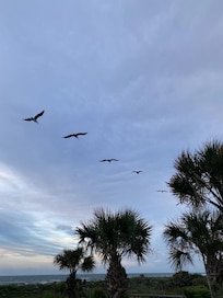 Pelicans galore!