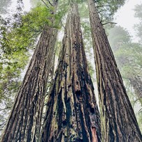 Trio of redwoods shrouded in mist