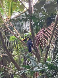 Toucan!