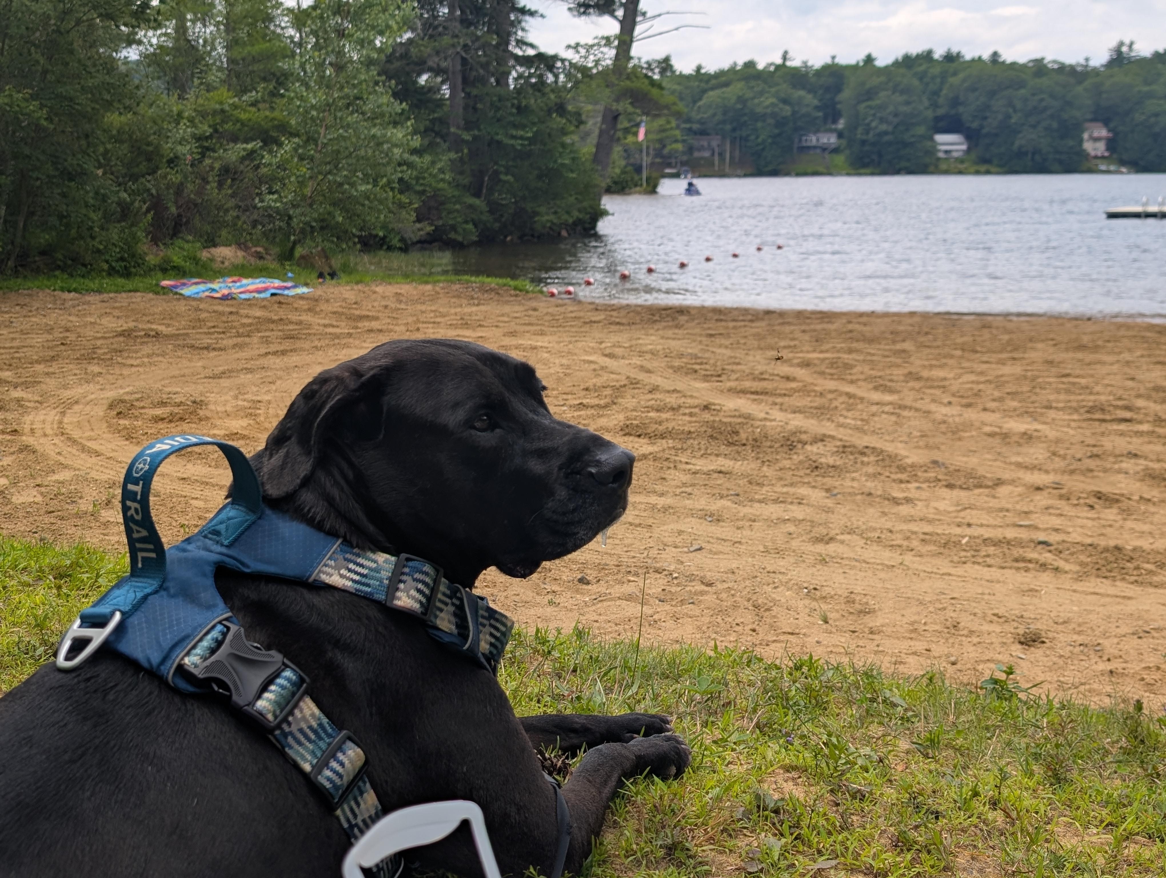 Levi relaxing at the lake