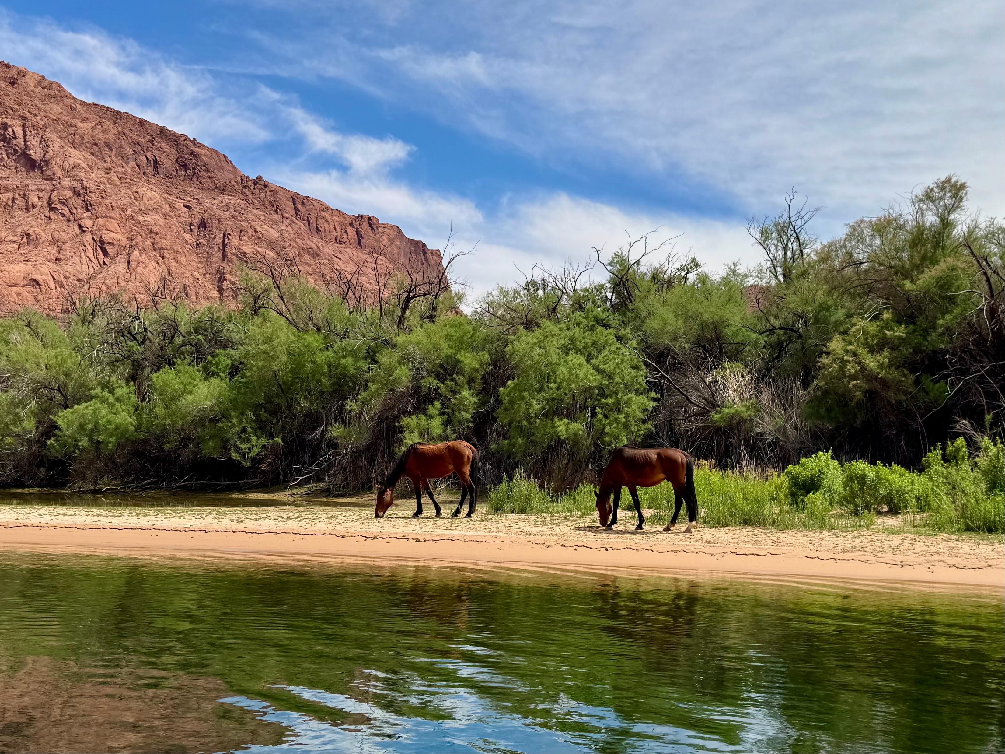 Wild Horses @LeesFerry