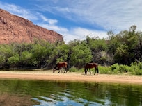 Wild Horses @LeesFerry