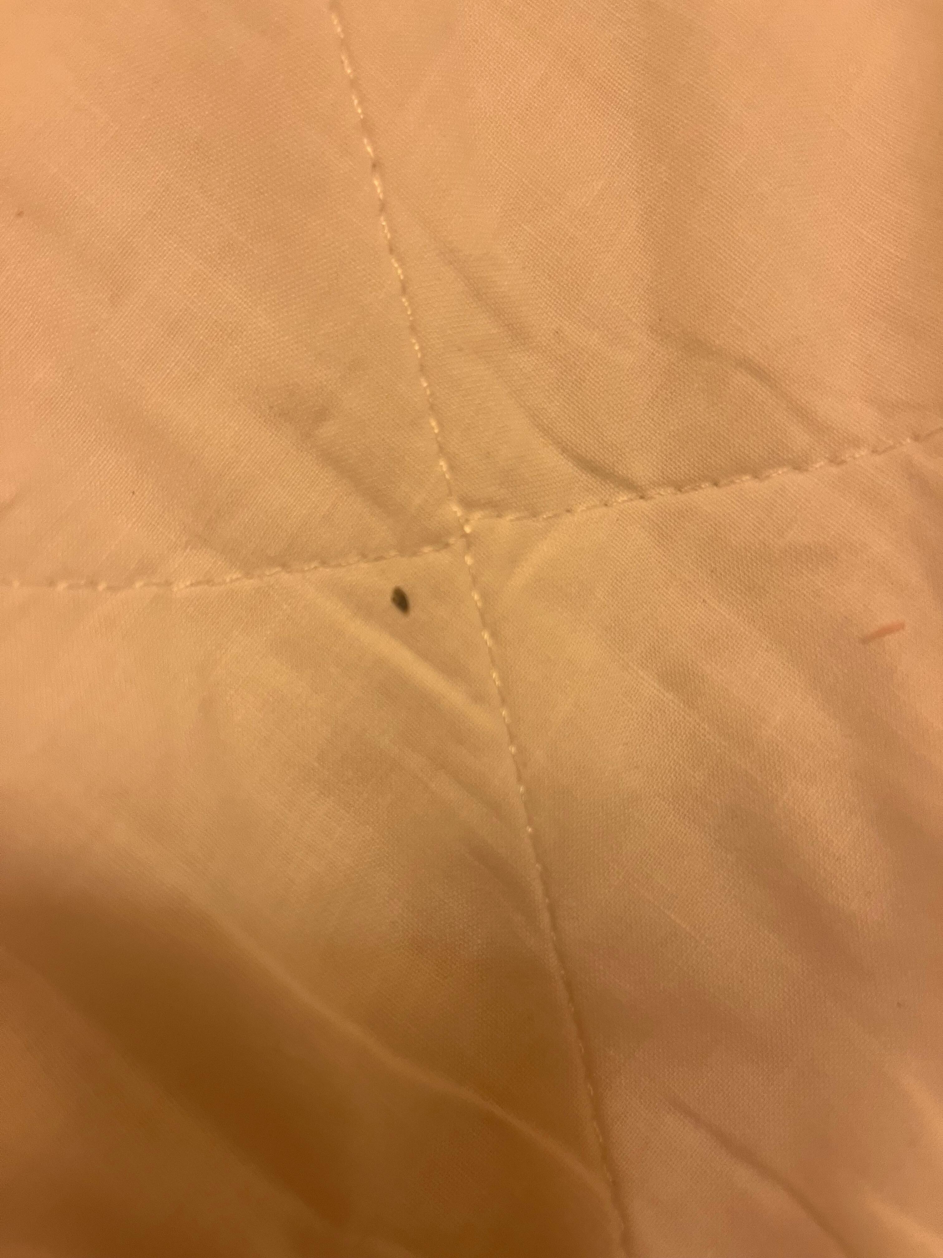 Bug on bed