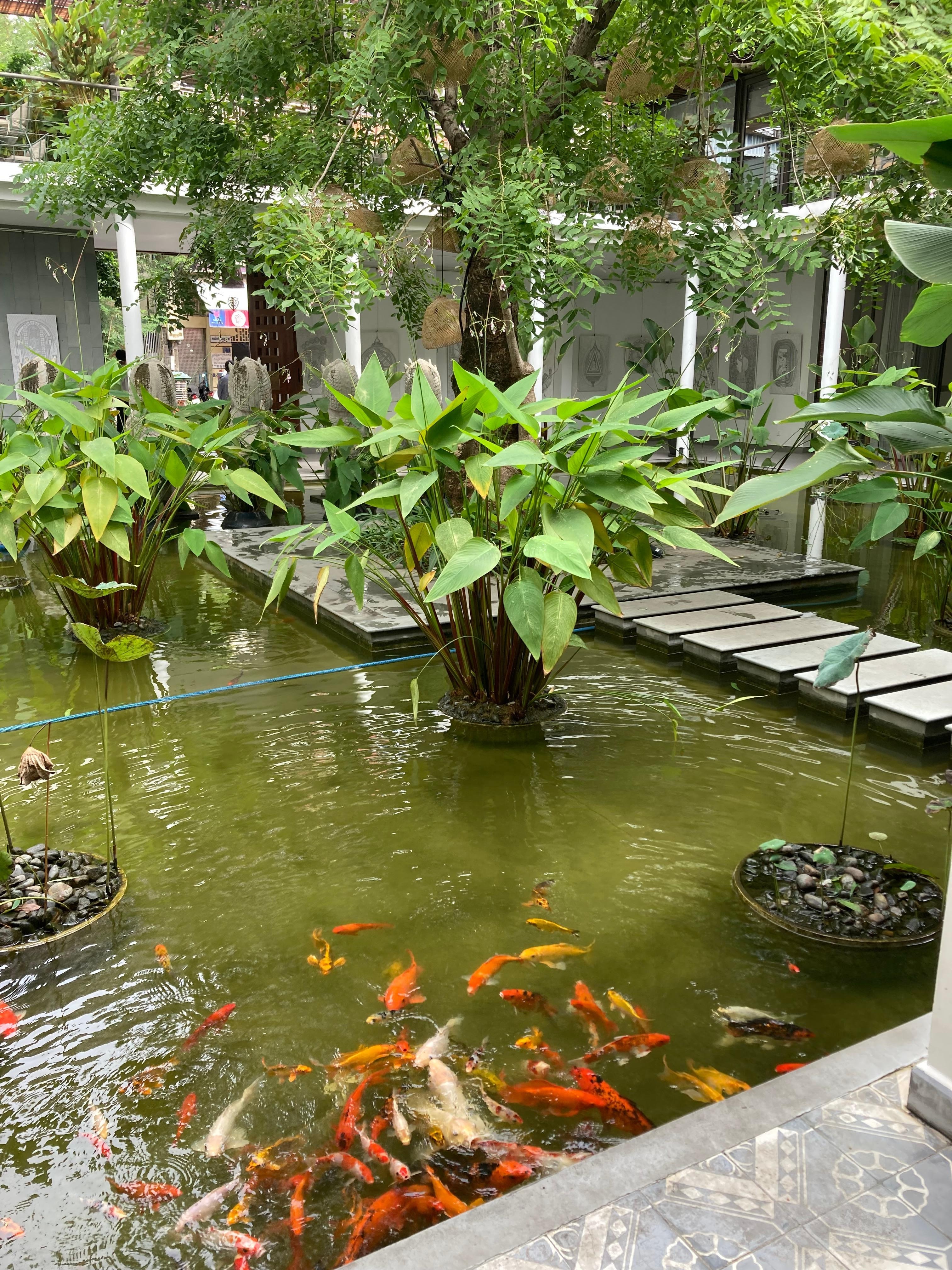 The pond in reception - they leave pellets out so you can feed the fish! 