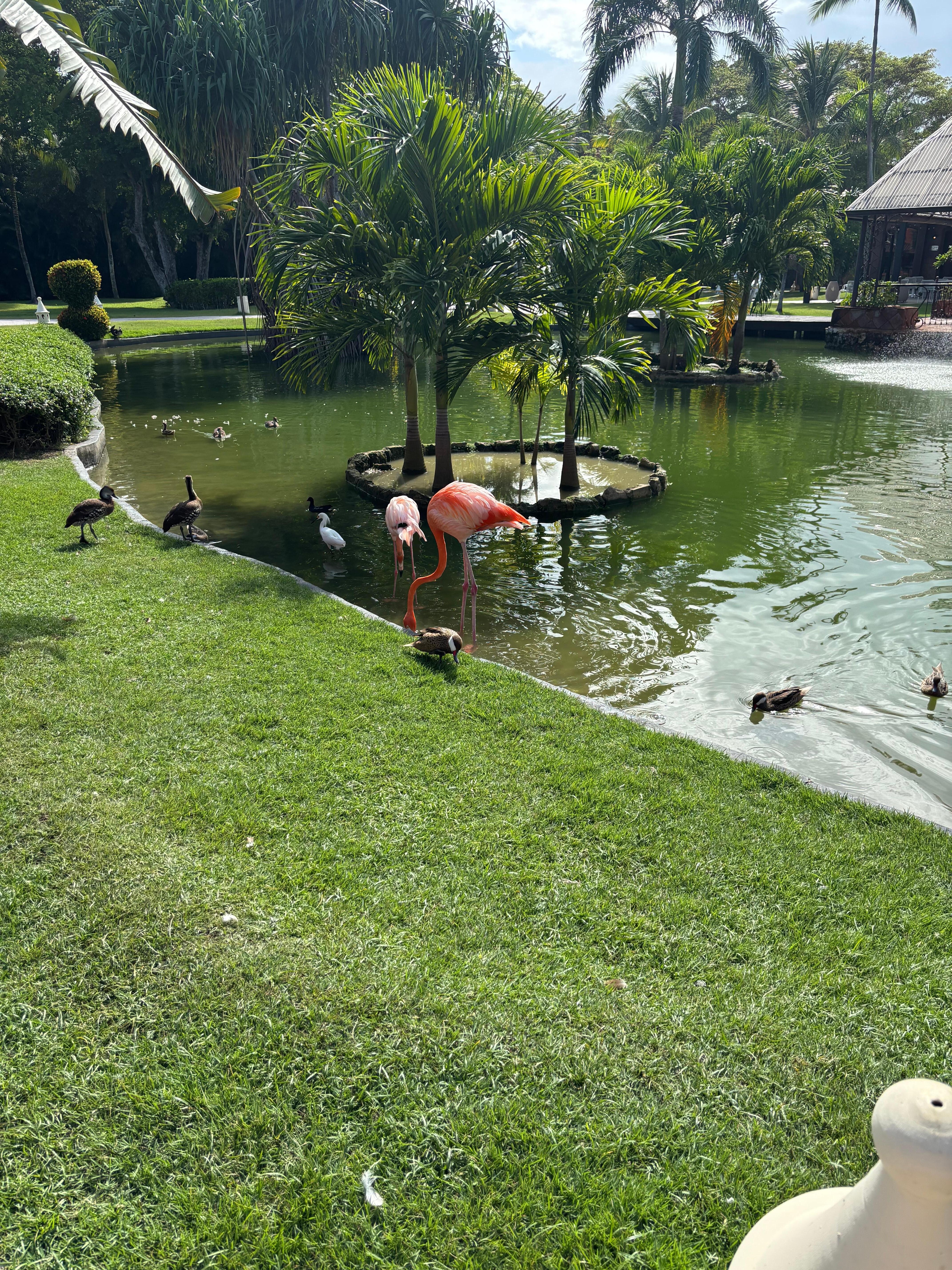 Lovely flamingos and amazing nature life.