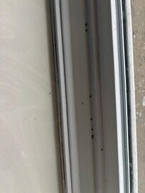 Bugs in window sill.