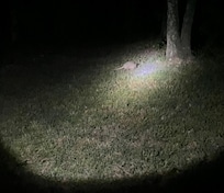 Our new little friend.
