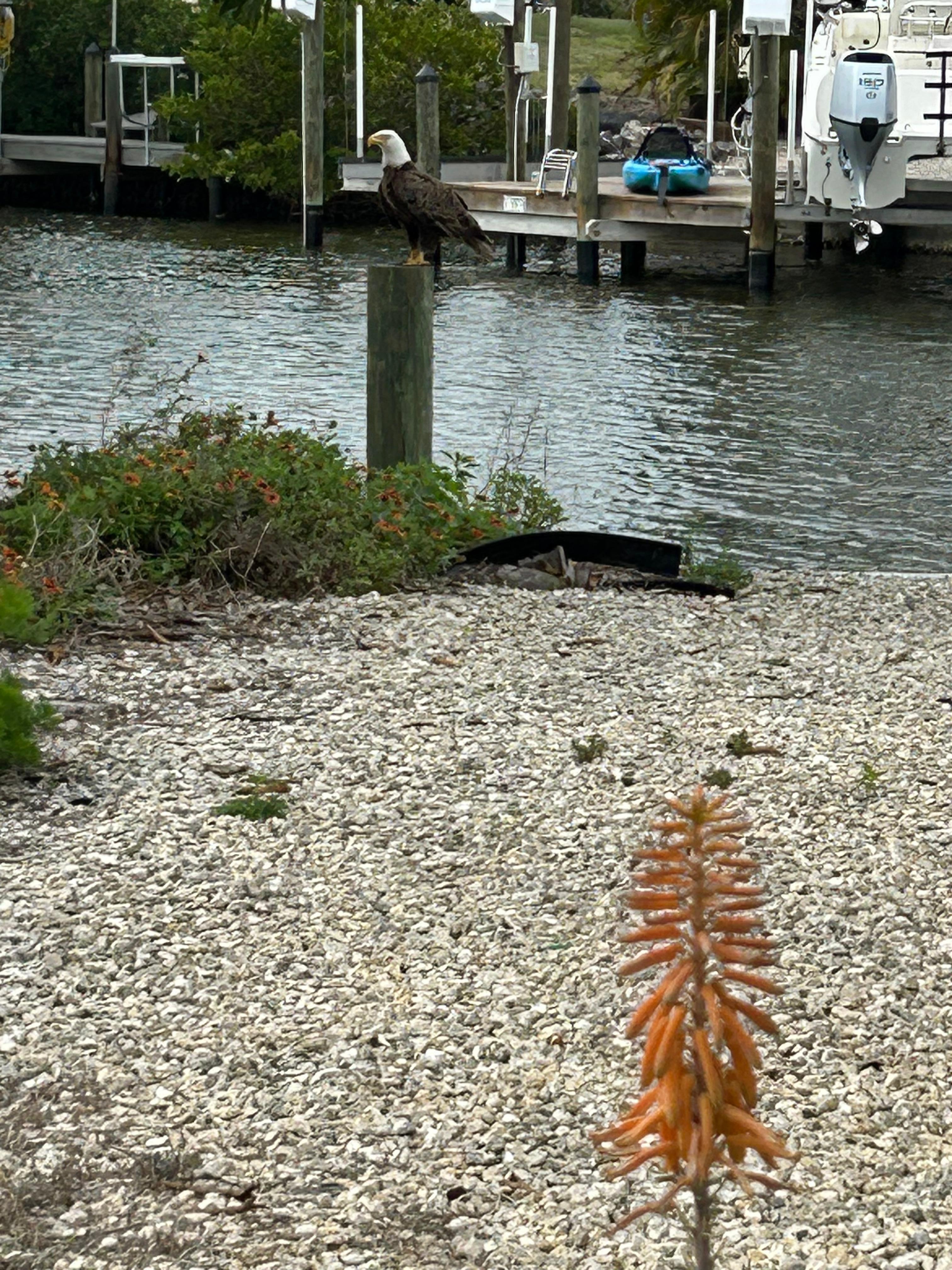 Eagles in the yard.  The second one wasn’t in the picture.