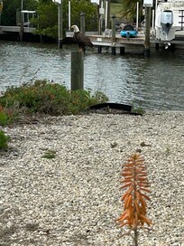 Eagles in the yard. The second one wasn’t in the picture.