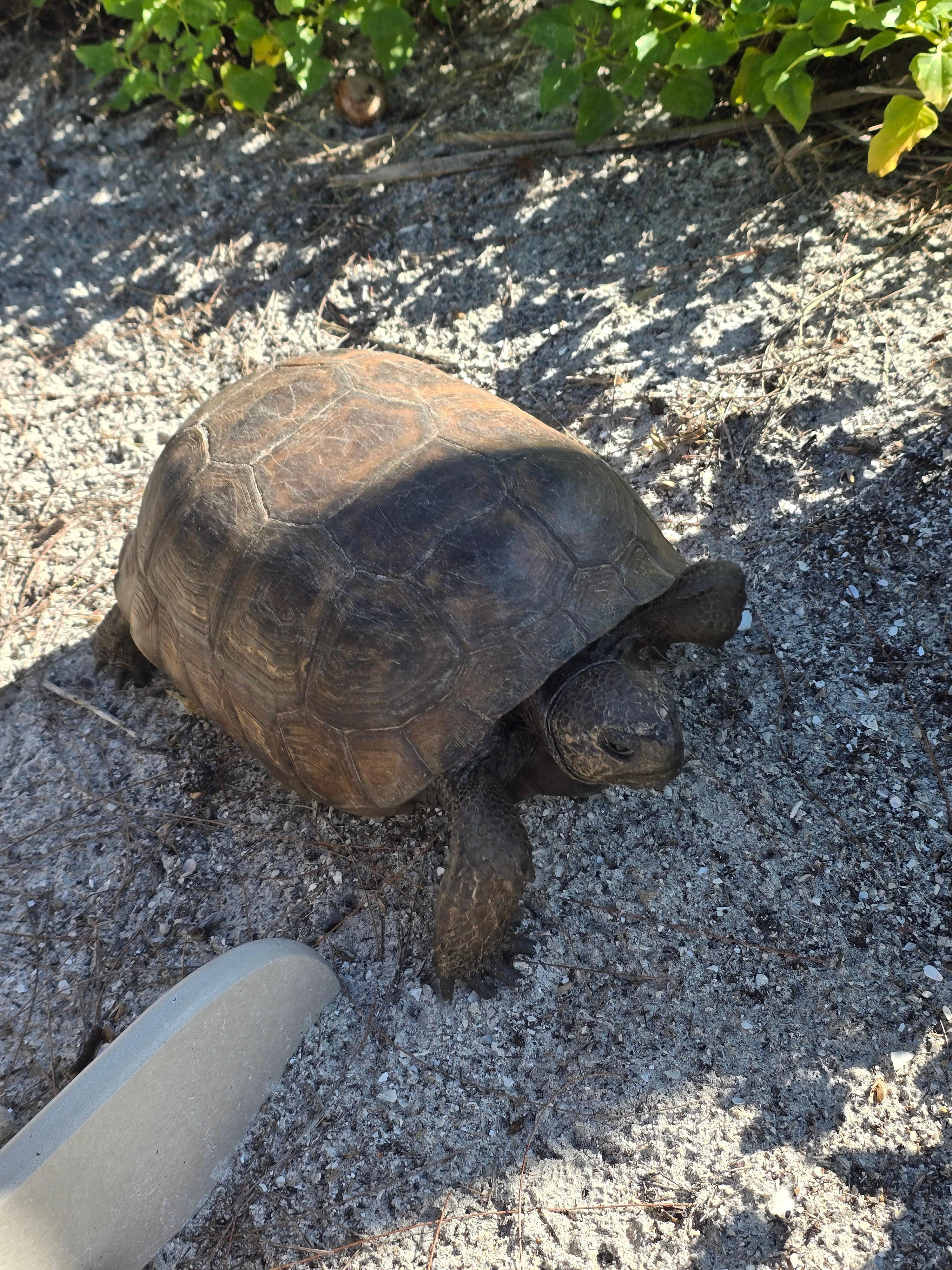 Friendly gopher tortoise in yard