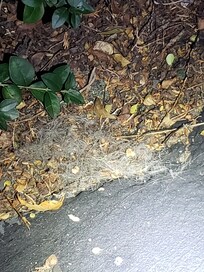 This is what I swept off the floors