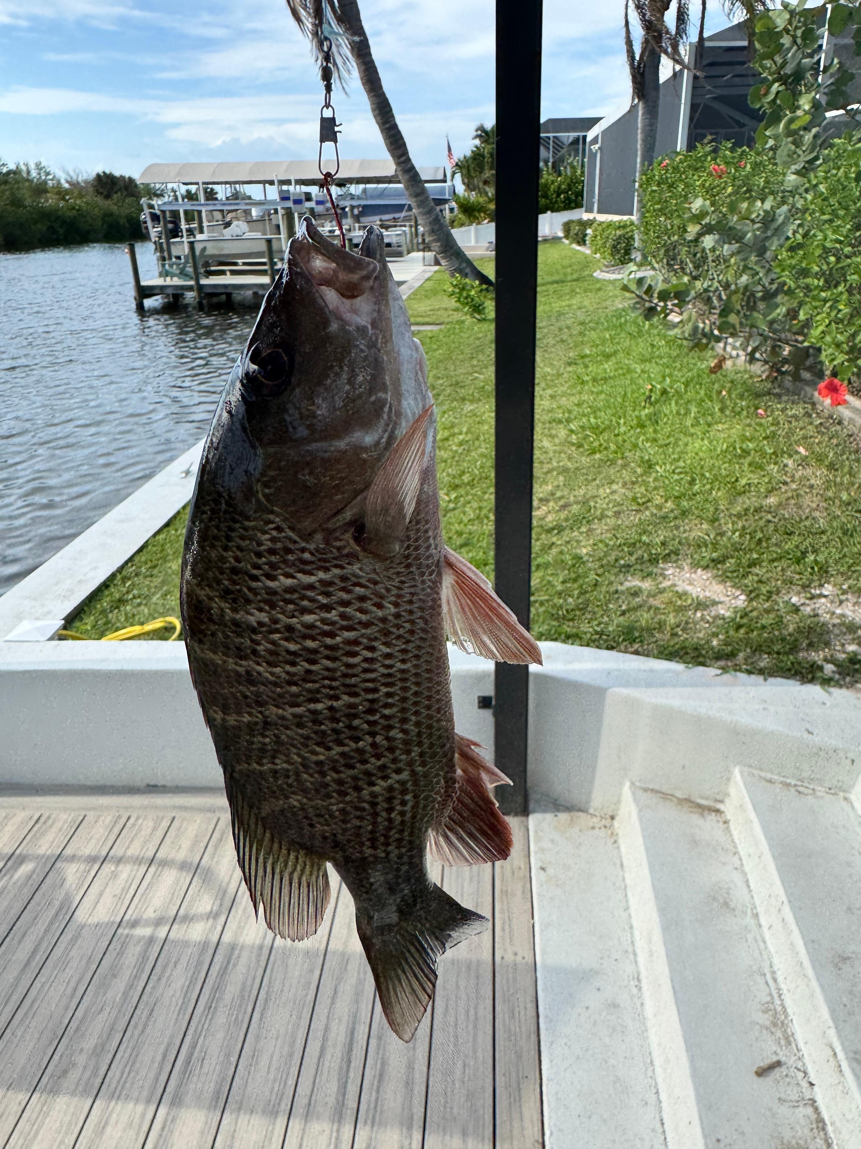 Mangrove snapper from the dock
