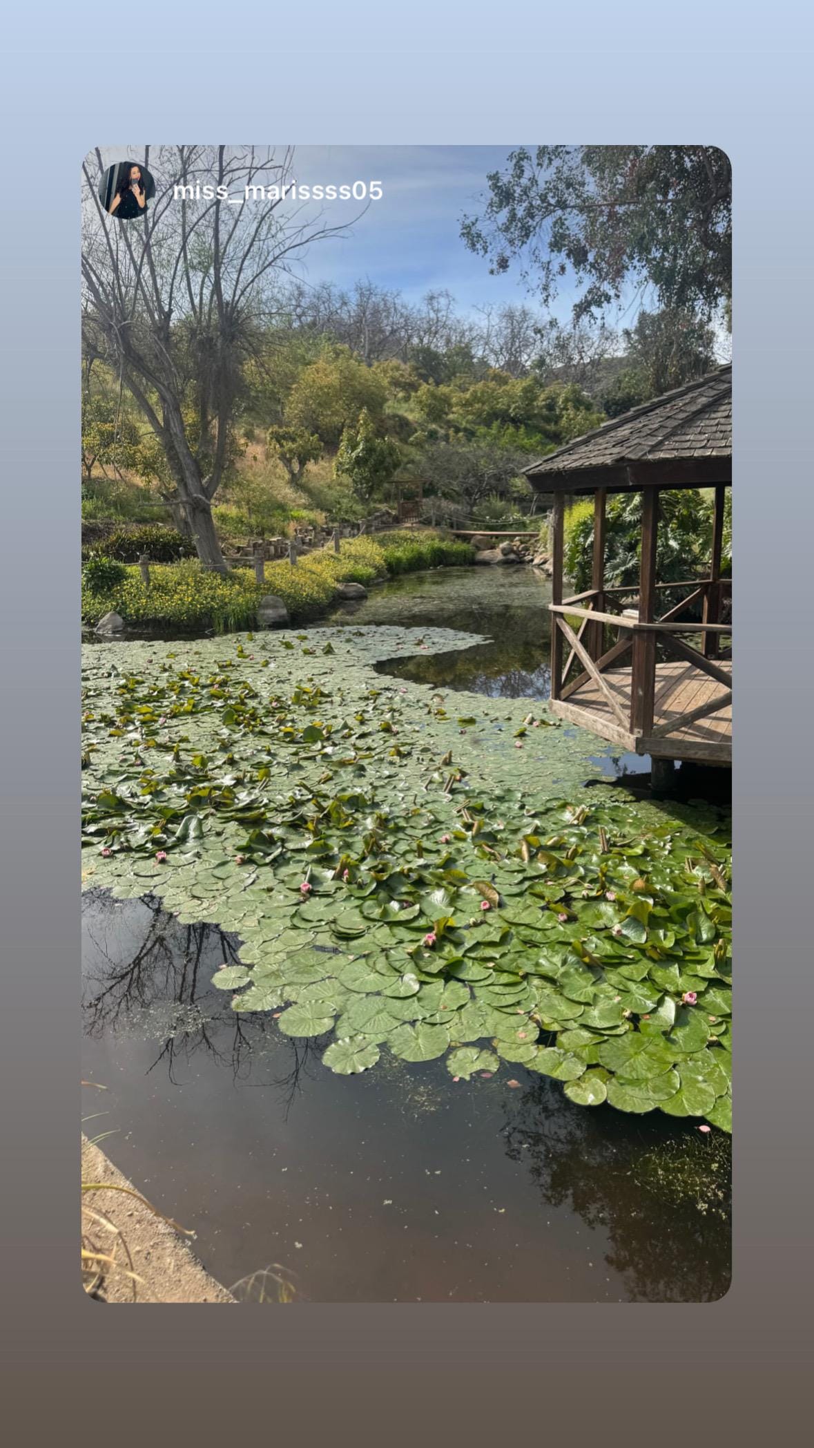 Lillypads on the pond 