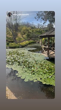 Lillypads on the pond