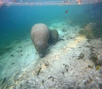 Manatees at Crystal River
