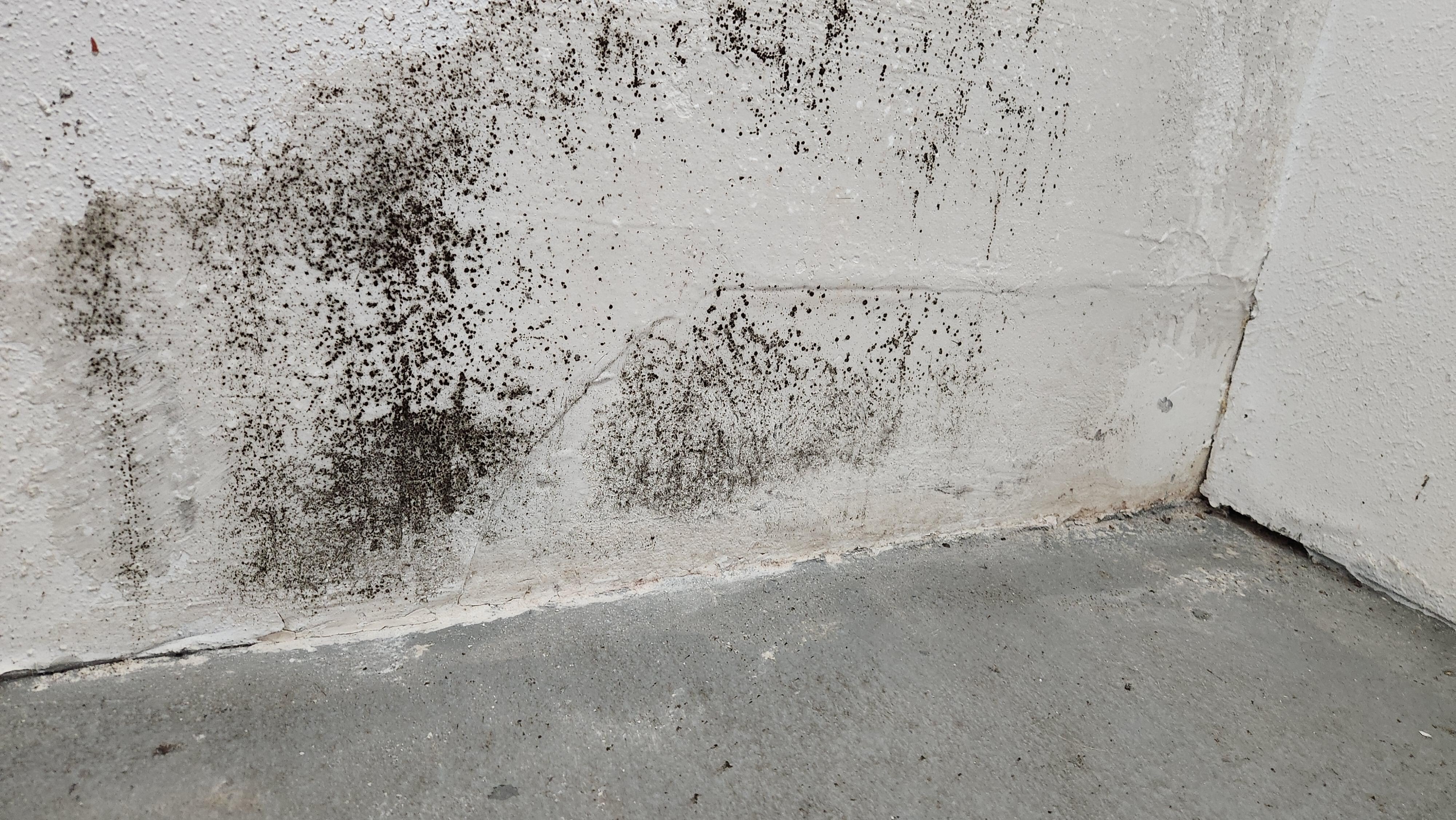 Black mold found throughout the building.