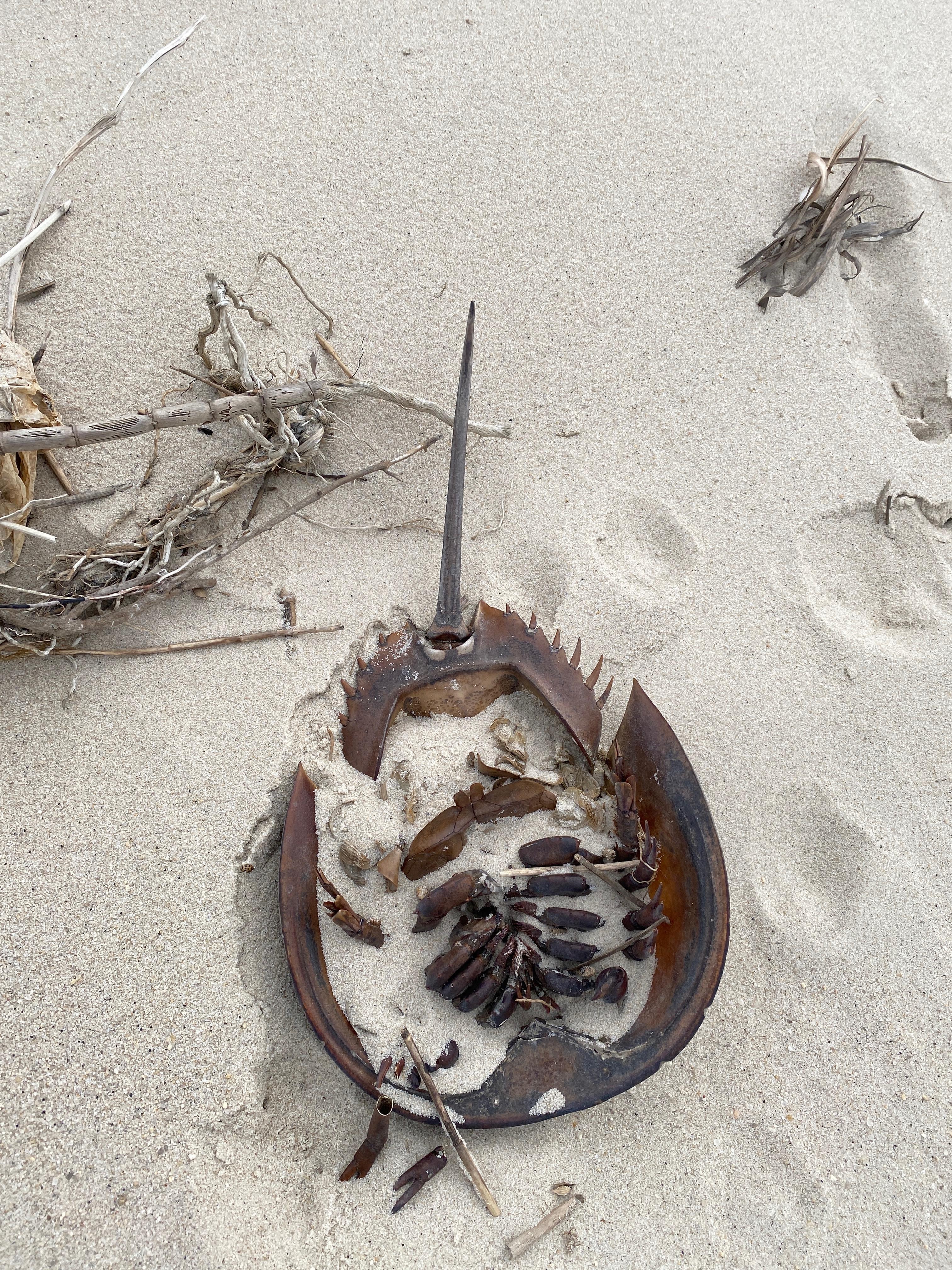 Lots of horseshoe crabs!