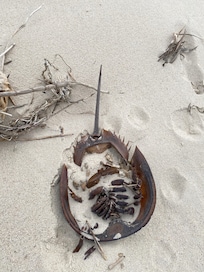 Lots of horseshoe crabs!