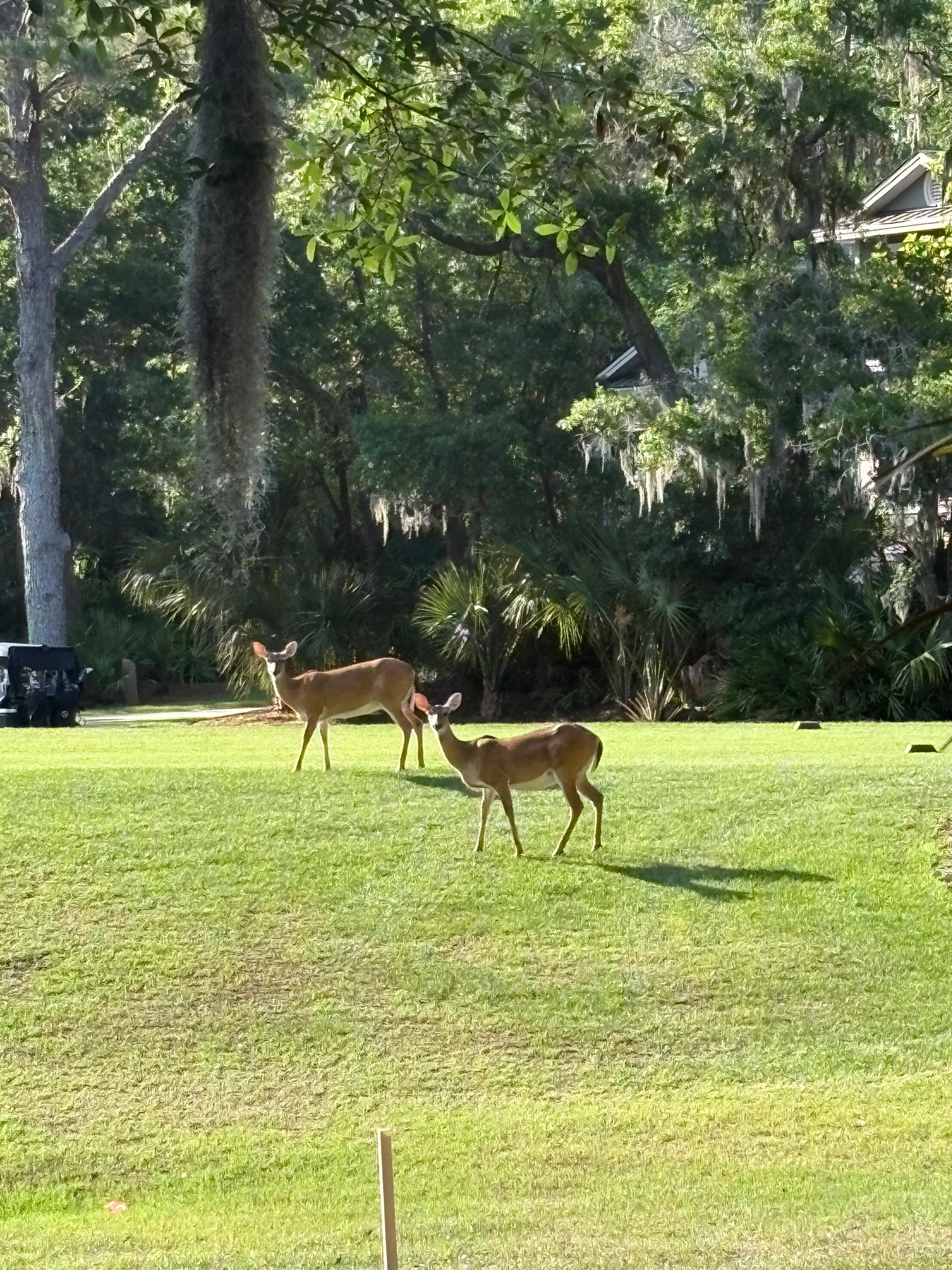 Deer often come to visit the golf course  off the back deck in early morning/dusk.