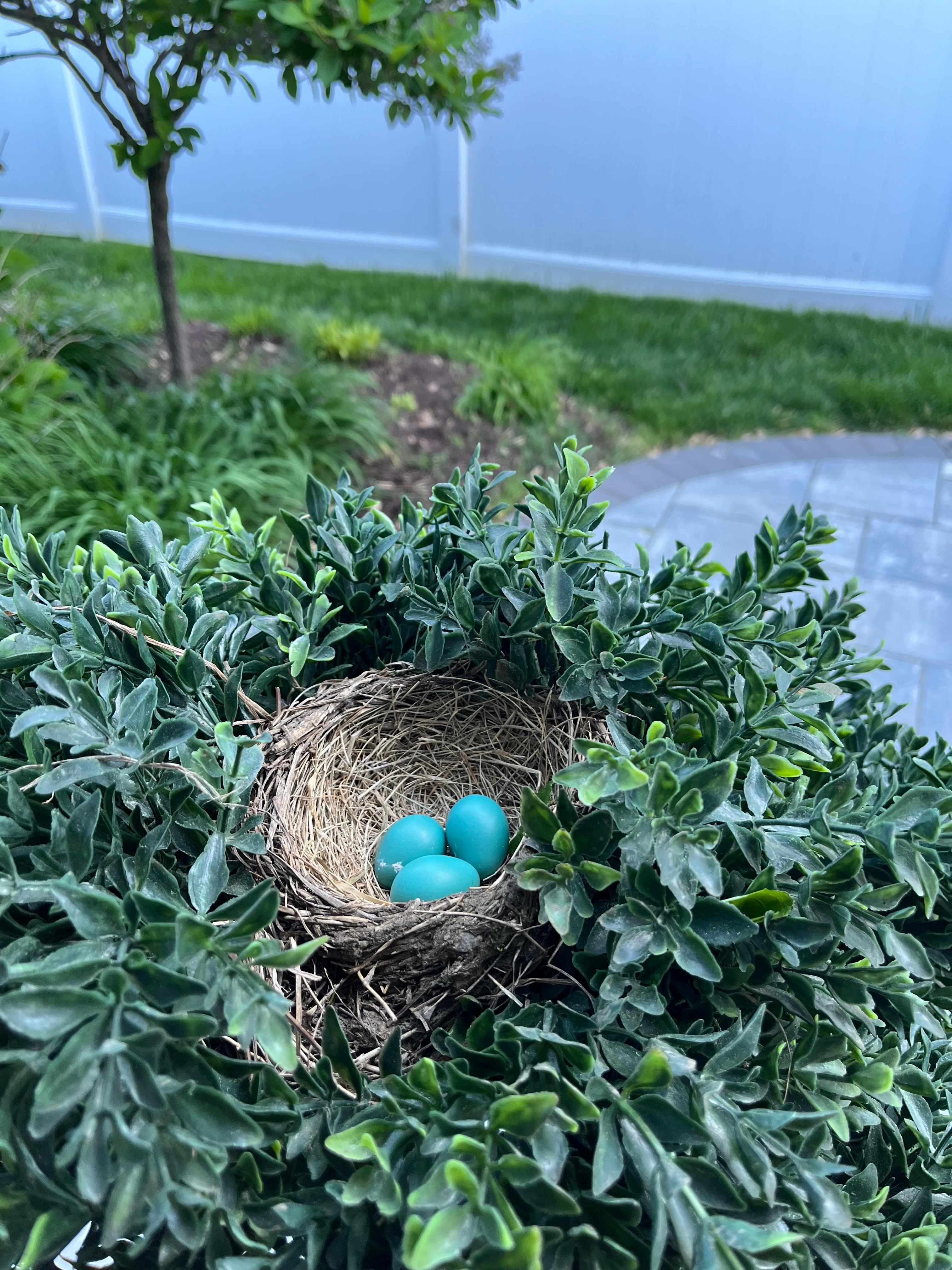 Bird nest outside front door