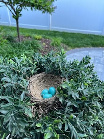 Bird nest outside front door