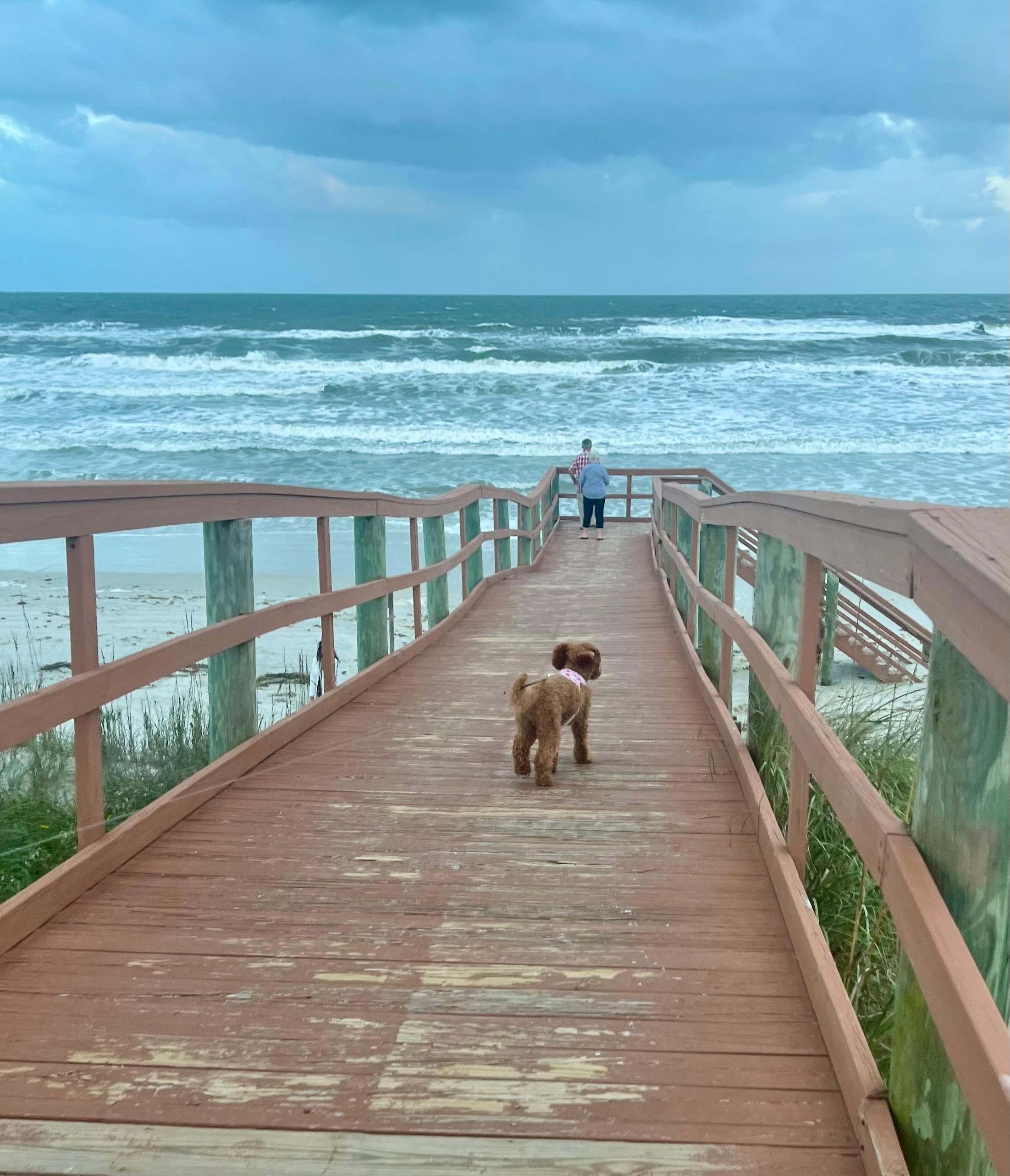 Walking the dog down to the beach