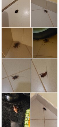 Extremely big, cockroaches up to falling in the staircase, due to them mainly being there. The lightning won't switch on immediately -Be aware therefore!