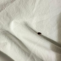 Bed Bug inside the sheets