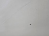 there was Cockroaches in the shower