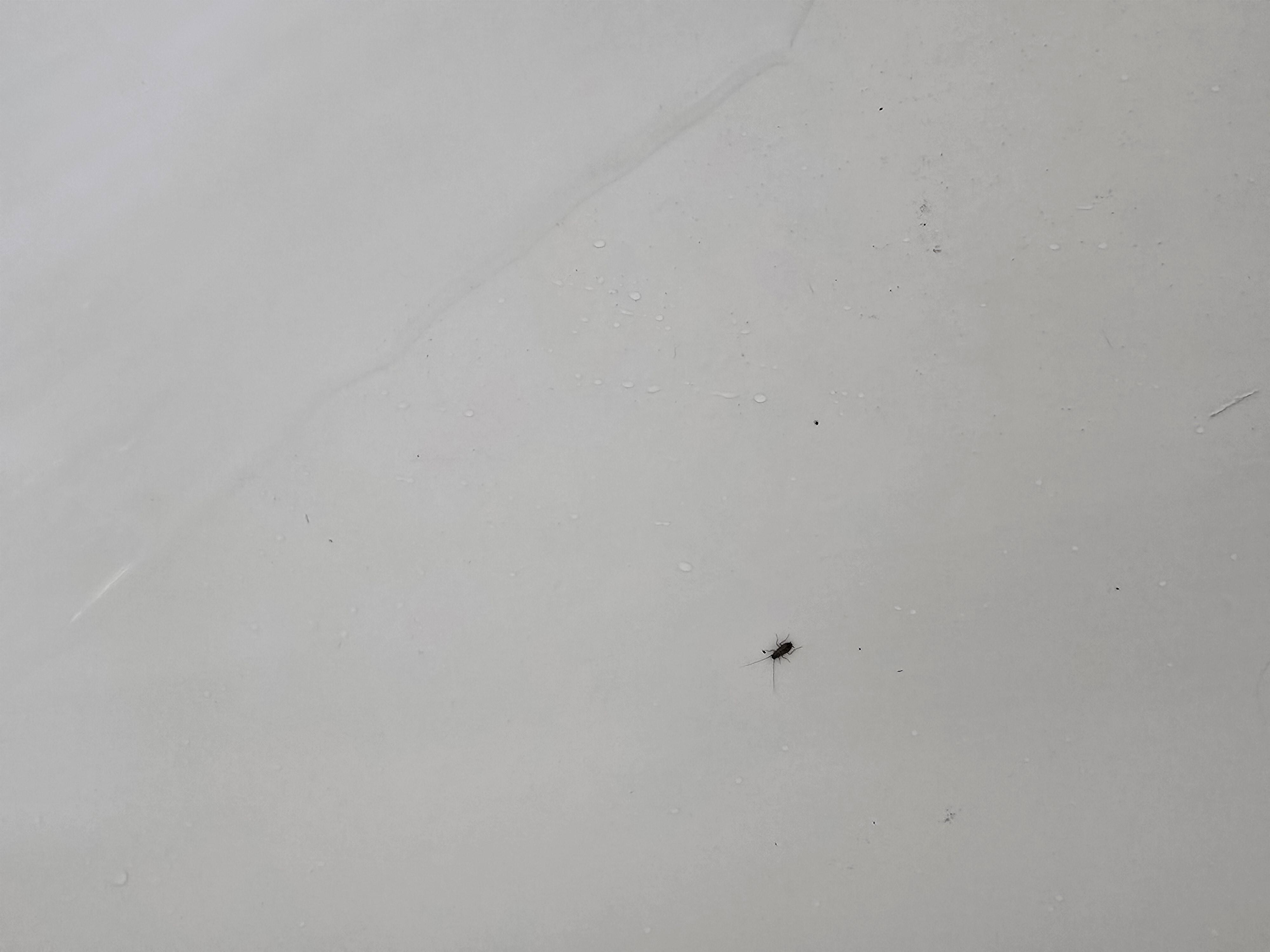 there was Cockroaches in the shower