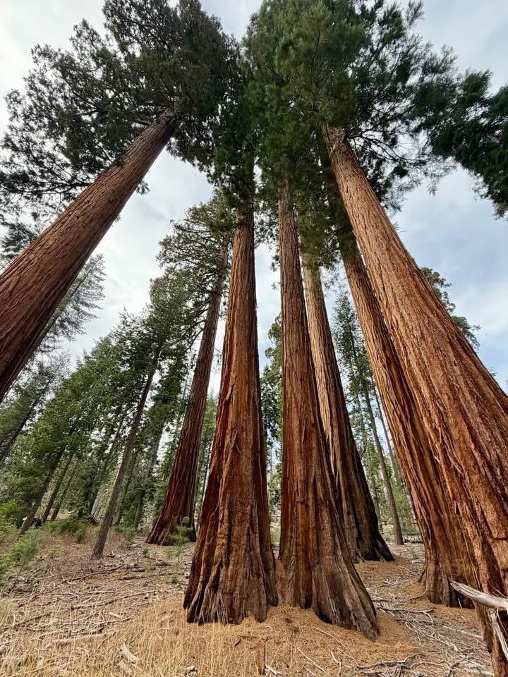 Sequoias at the Mariposa Grove