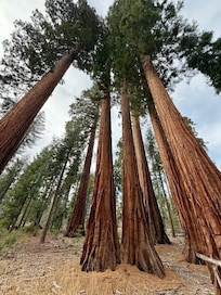 Sequoias at the Mariposa Grove