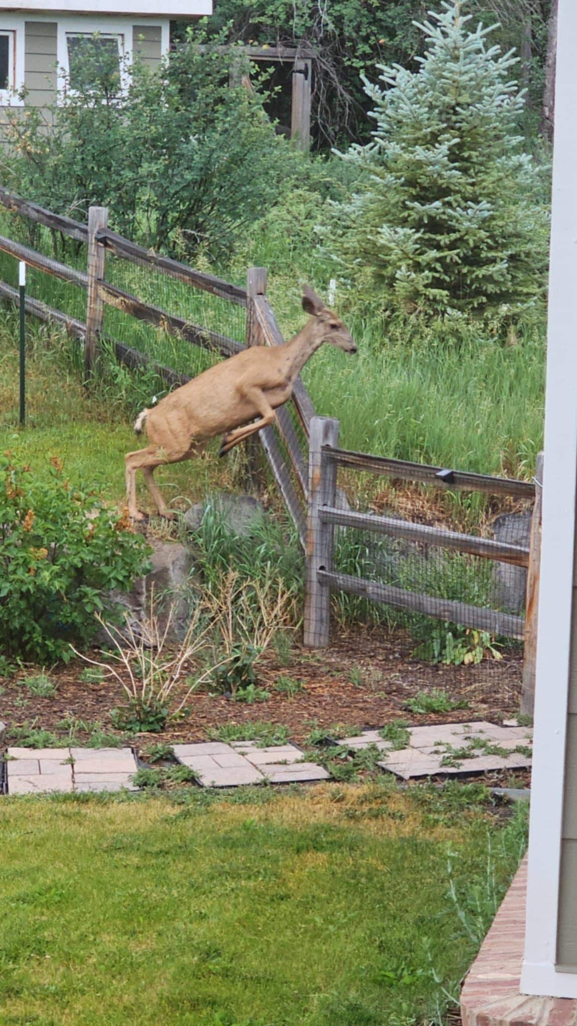 Doe leaving the back yard