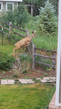 Doe leaving the back yard