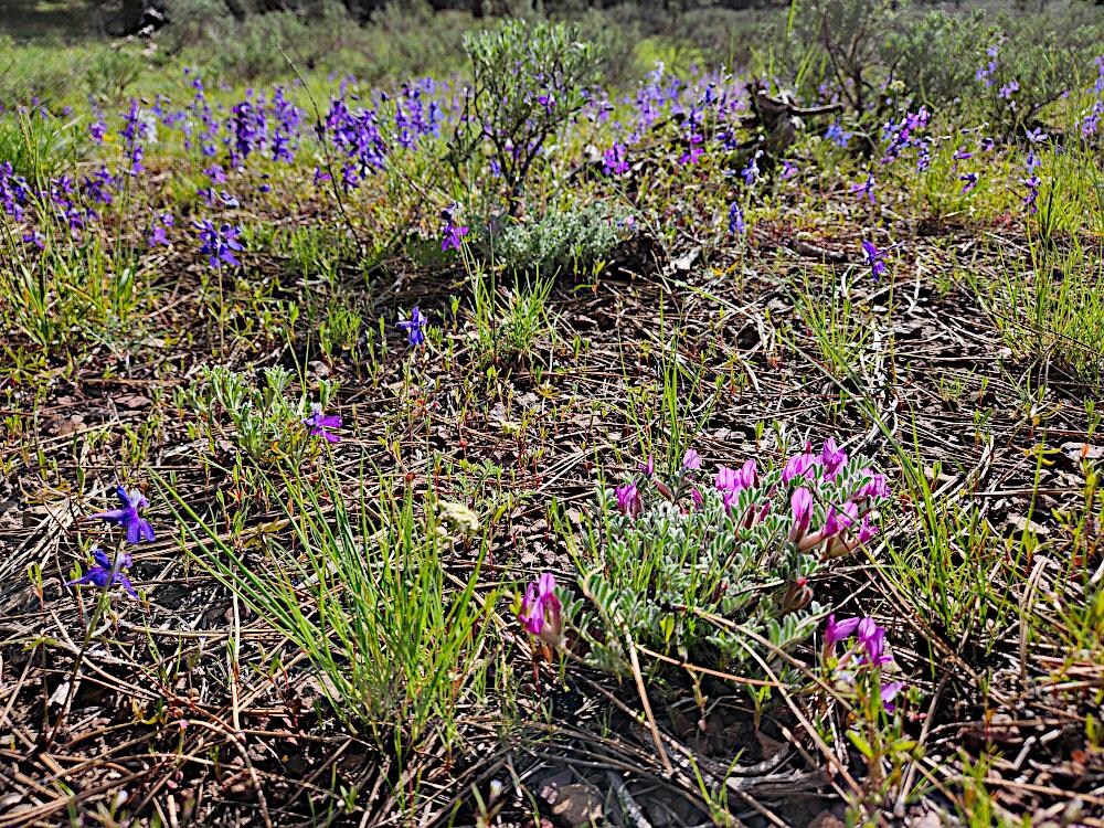 Flowers in backyard of cabin which opens to a view of a part of the valley
